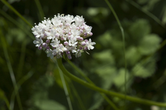 Valeriana alpestris