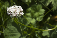 Valeriana alpestris