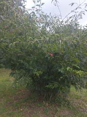 Calliandra haematocephala