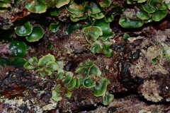 Dictyosphaeria sericea