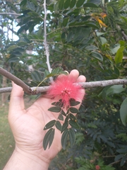 Calliandra haematocephala