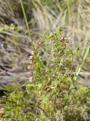 Erica intervallaris