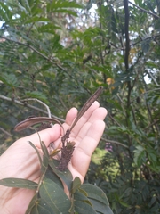 Calliandra haematocephala