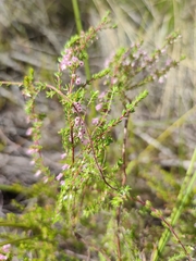 Erica intervallaris