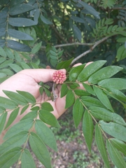 Calliandra haematocephala