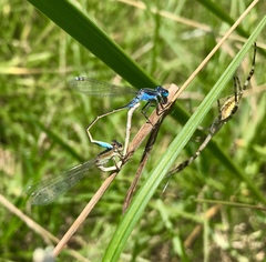 Ischnura fountaineae