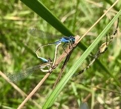 Ischnura fountaineae