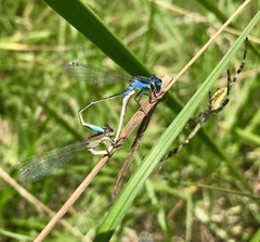 Ischnura fountaineae