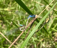 Ischnura fountaineae