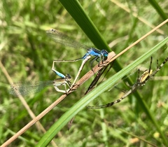 Ischnura fountaineae