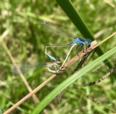 Ischnura fountaineae