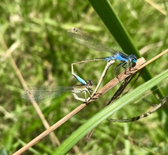 Ischnura fountaineae