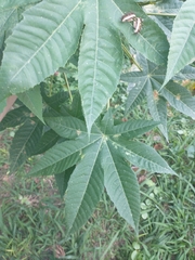 Ricinus communis