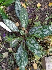 Pulmonaria saccharata