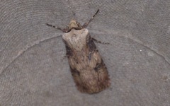 Agrotis puta