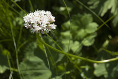 Valeriana alpestris
