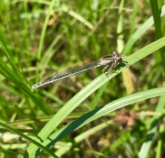 Ischnura fountaineae