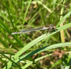 Ischnura fountaineae