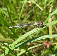 Ischnura fountaineae