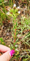 Lobostemon capitatus