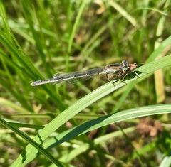Ischnura fountaineae