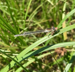 Ischnura fountaineae