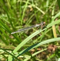 Ischnura fountaineae