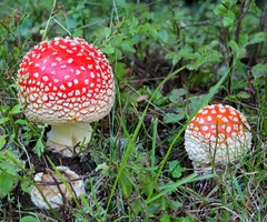 Amanita muscaria muscaria