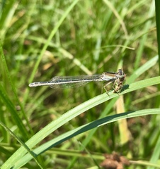 Ischnura fountaineae