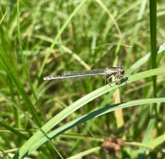 Ischnura fountaineae