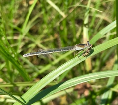 Ischnura fountaineae