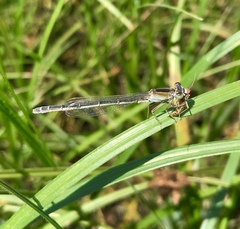 Ischnura fountaineae