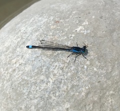 Ischnura fountaineae