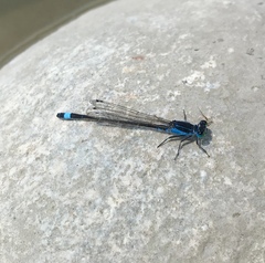 Ischnura fountaineae