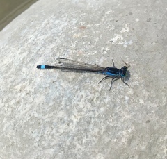 Ischnura fountaineae