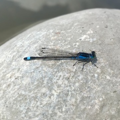 Ischnura fountaineae