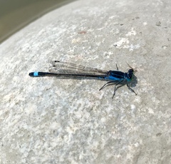 Ischnura fountaineae