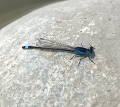 Ischnura fountaineae