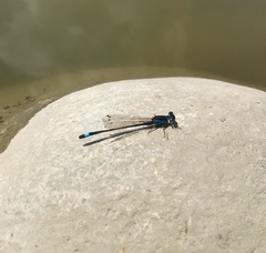 Ischnura fountaineae