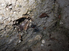 Steatoda paykulliana
