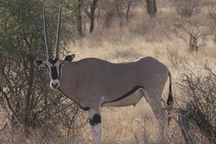 Oryx beisa beisa