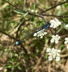 Ischnura fountaineae