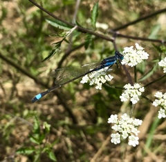 Ischnura fountaineae