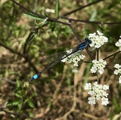 Ischnura fountaineae
