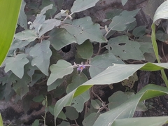 Solanum melongena