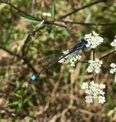 Ischnura fountaineae