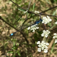 Ischnura fountaineae