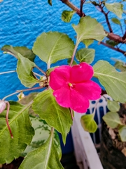 Impatiens walleriana