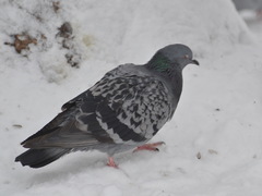 Columba livia domestica