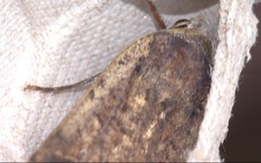 Noctua pronuba
